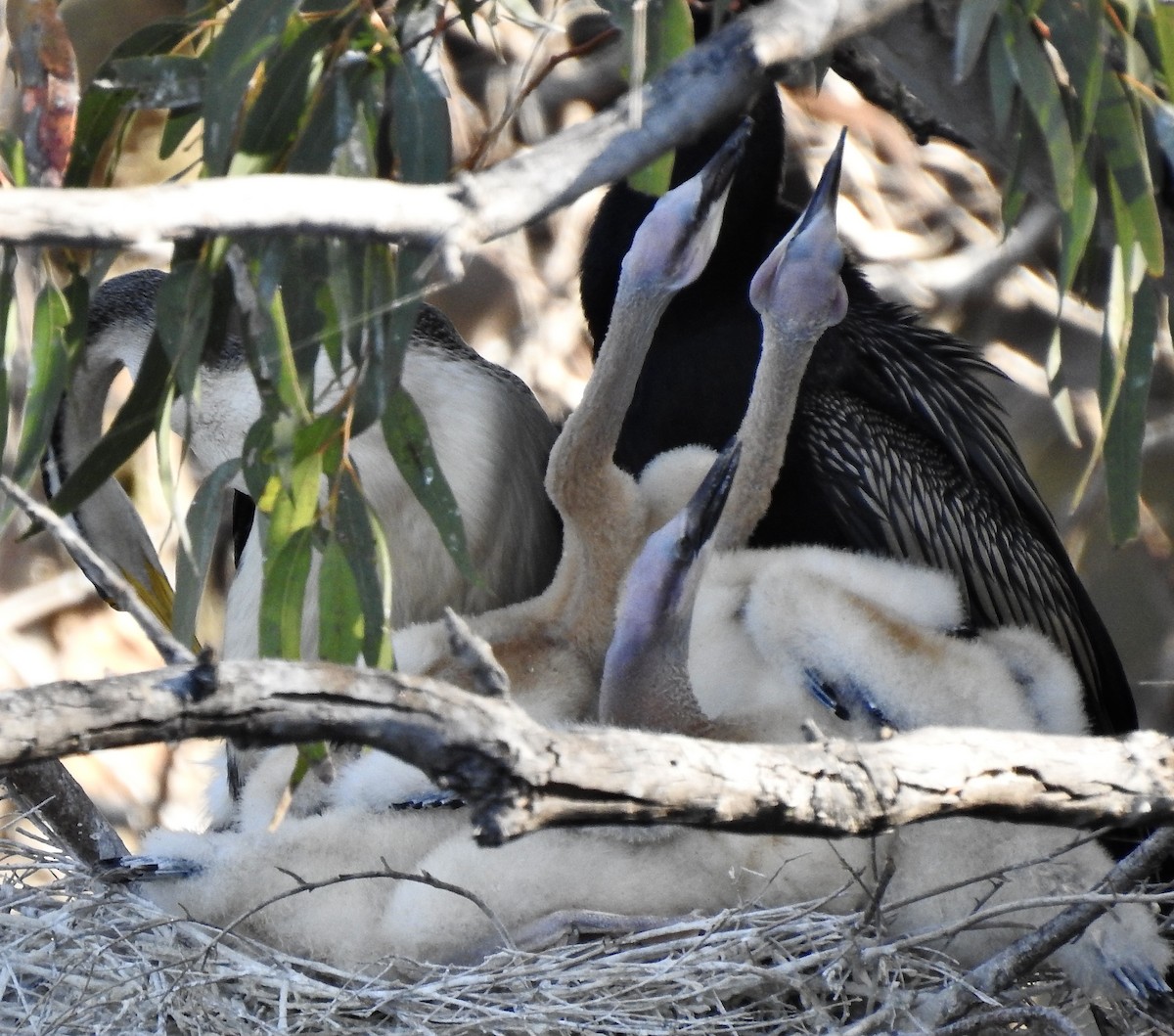 Anhinga Australiana - ML645691106