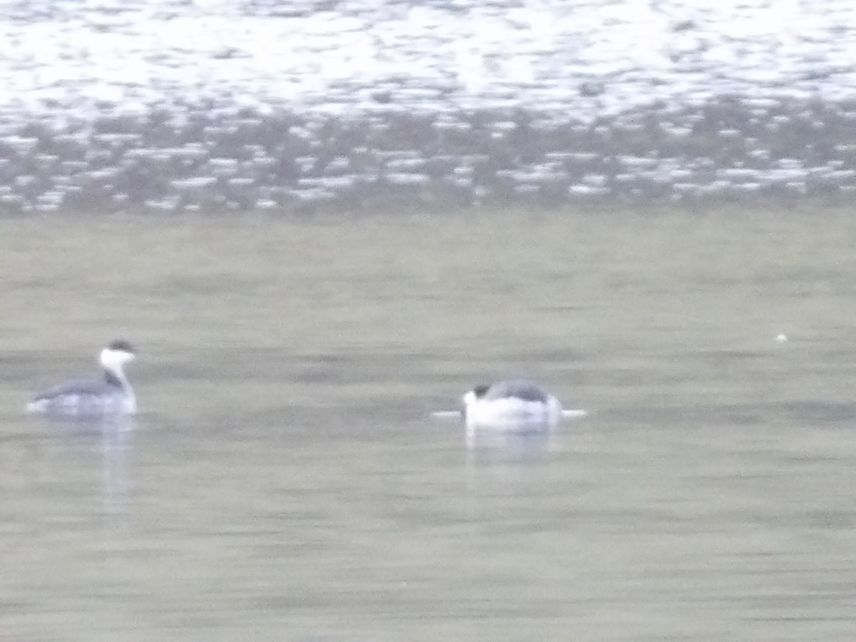 Horned Grebe - ML645691107