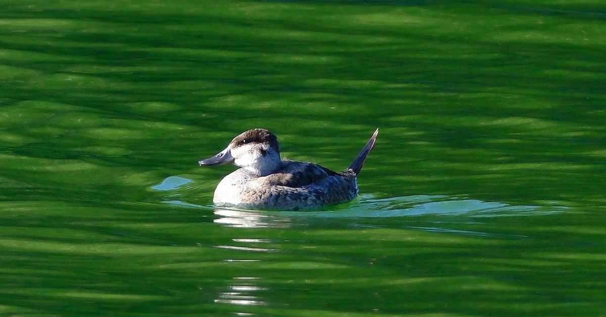 kobberand - ML645691108