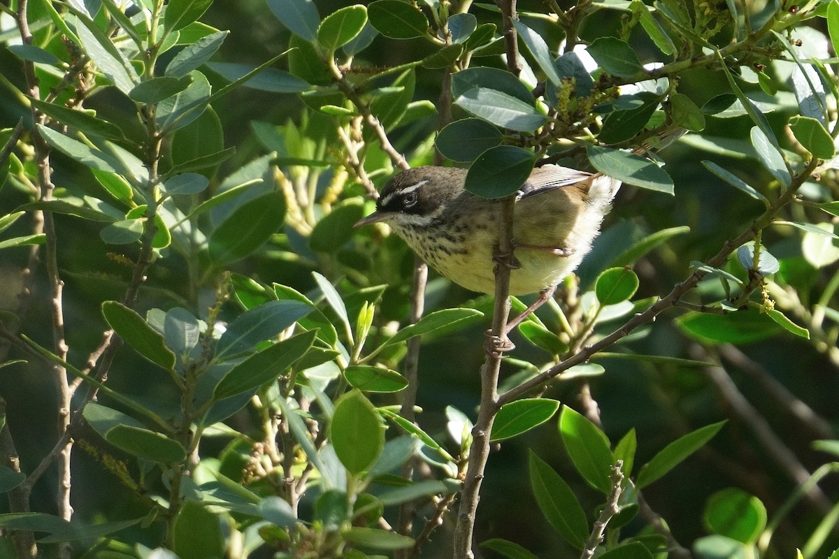 Spotted Scrubwren - ML645691114