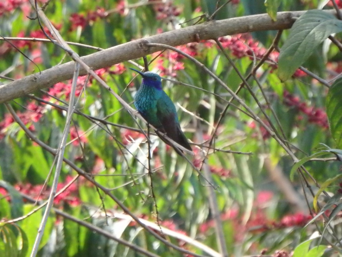 fiolørekolibri - ML645691115