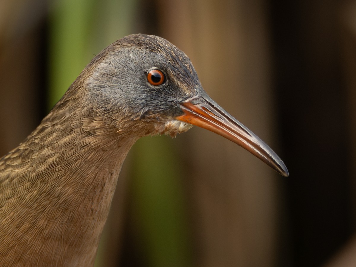 Uroilanda virginiarra - ML645691116