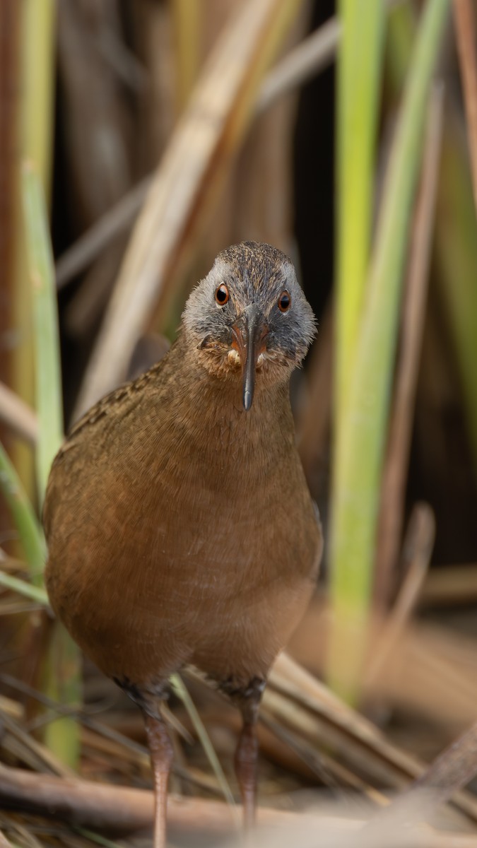Uroilanda virginiarra - ML645691117