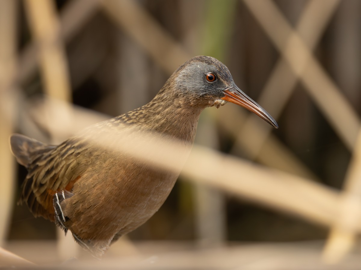 Uroilanda virginiarra - ML645691118