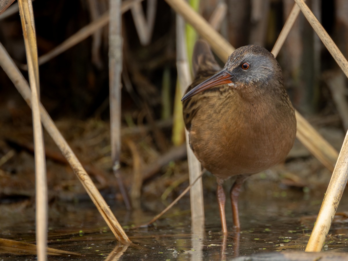 Uroilanda virginiarra - ML645691119