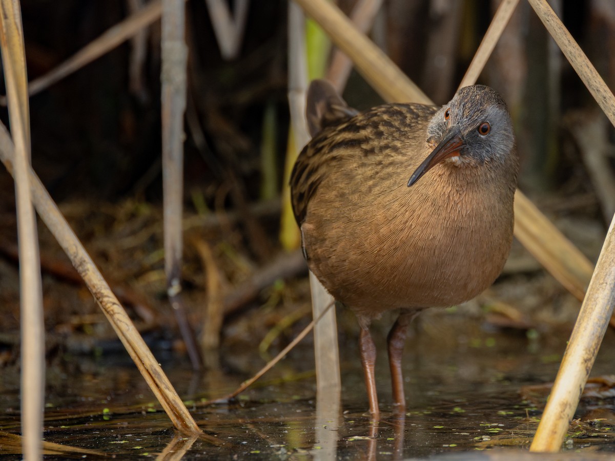 Uroilanda virginiarra - ML645691120
