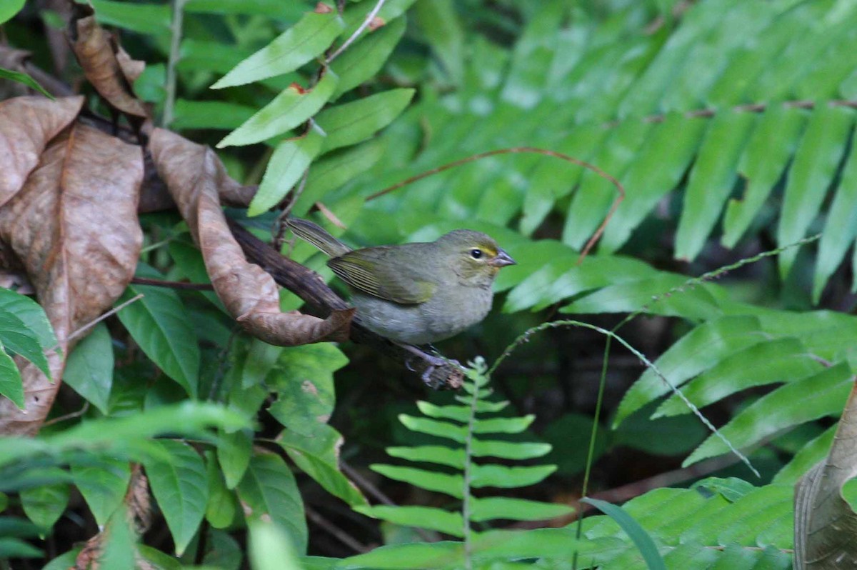 Yellow-faced Grassquit - ML645691128