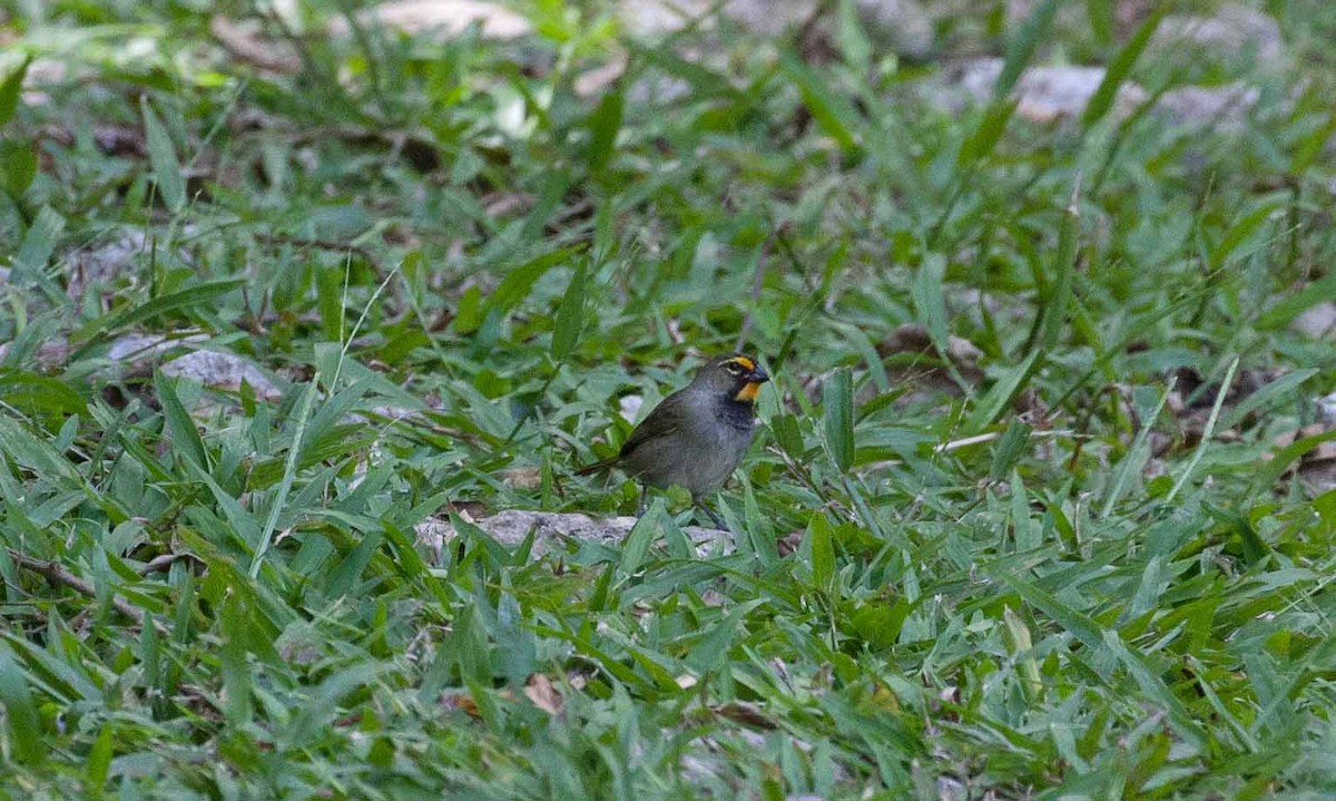Yellow-faced Grassquit - ML645691130