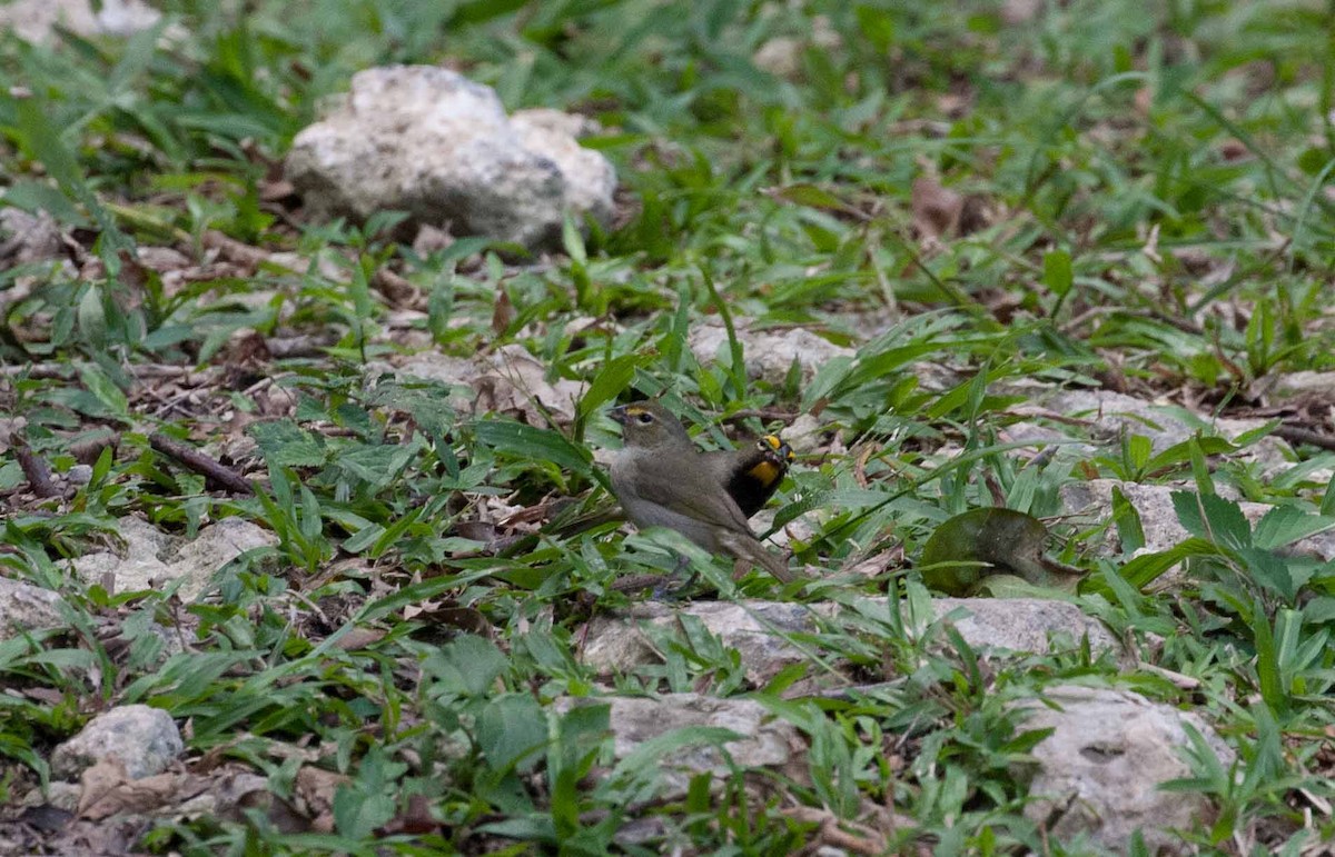 Yellow-faced Grassquit - ML645691131
