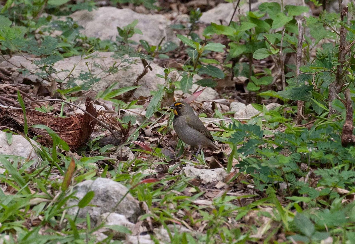 Yellow-faced Grassquit - ML645691132