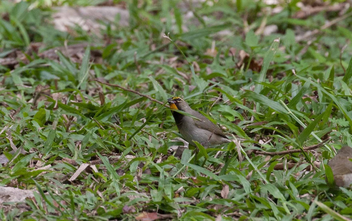 Yellow-faced Grassquit - ML645691133