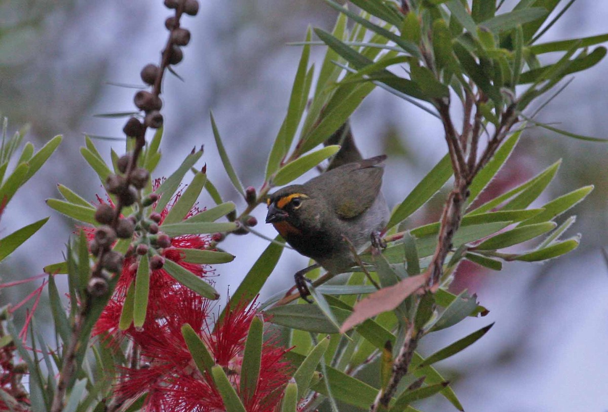 Yellow-faced Grassquit - ML645691134