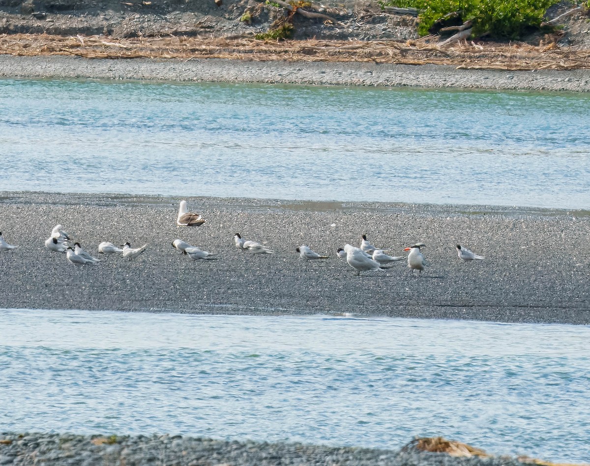 rybák běločelý - ML645691136