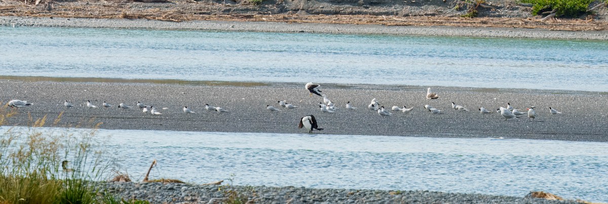 rybák běločelý - ML645691137