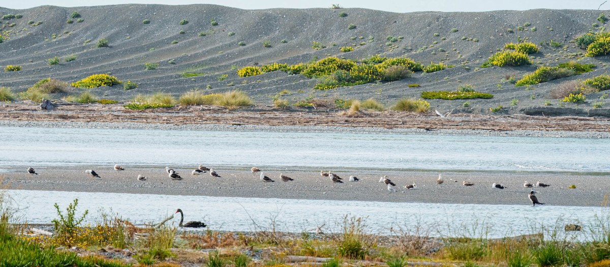 rybák běločelý - ML645691138