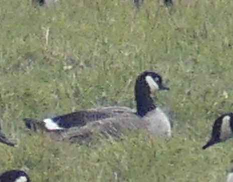 Branta kanadar txikia - ML645691146