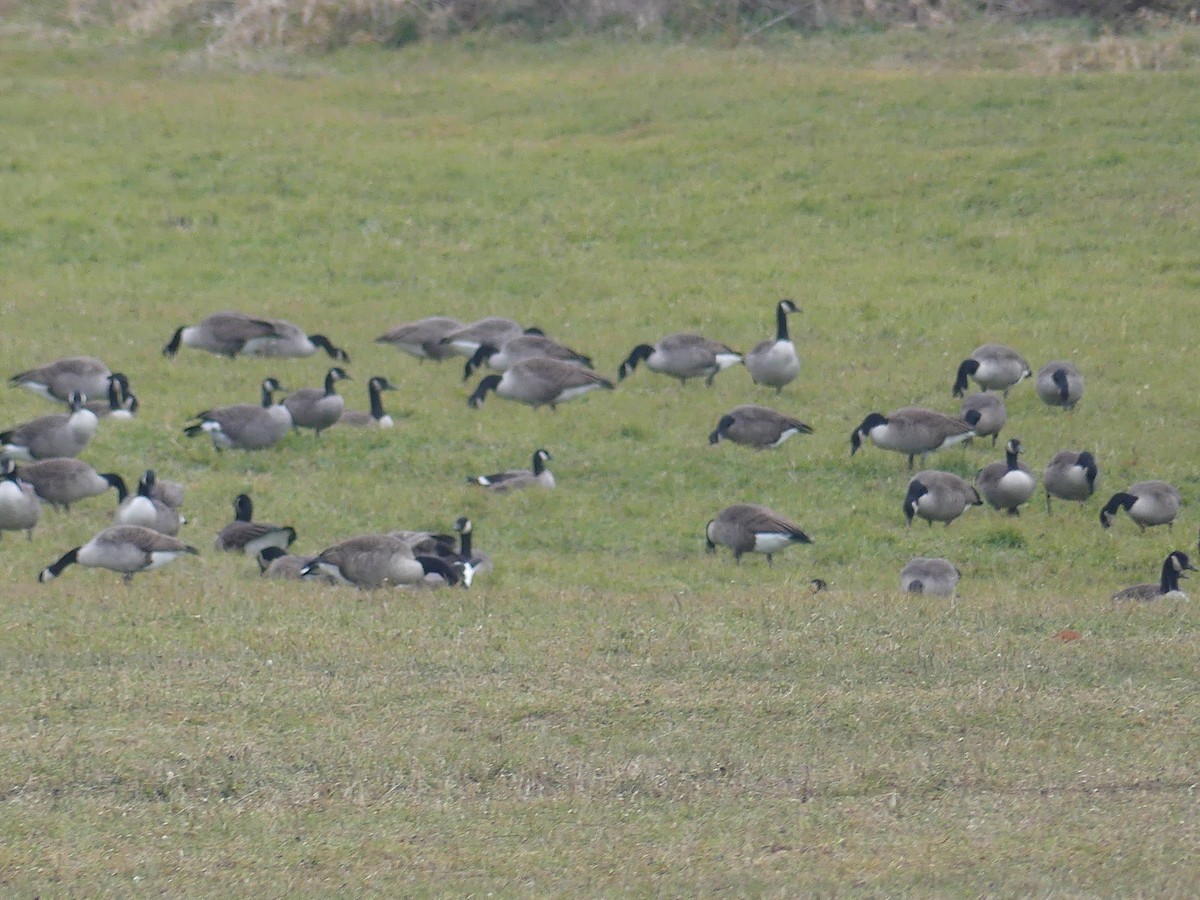 Branta kanadar txikia - ML645691147