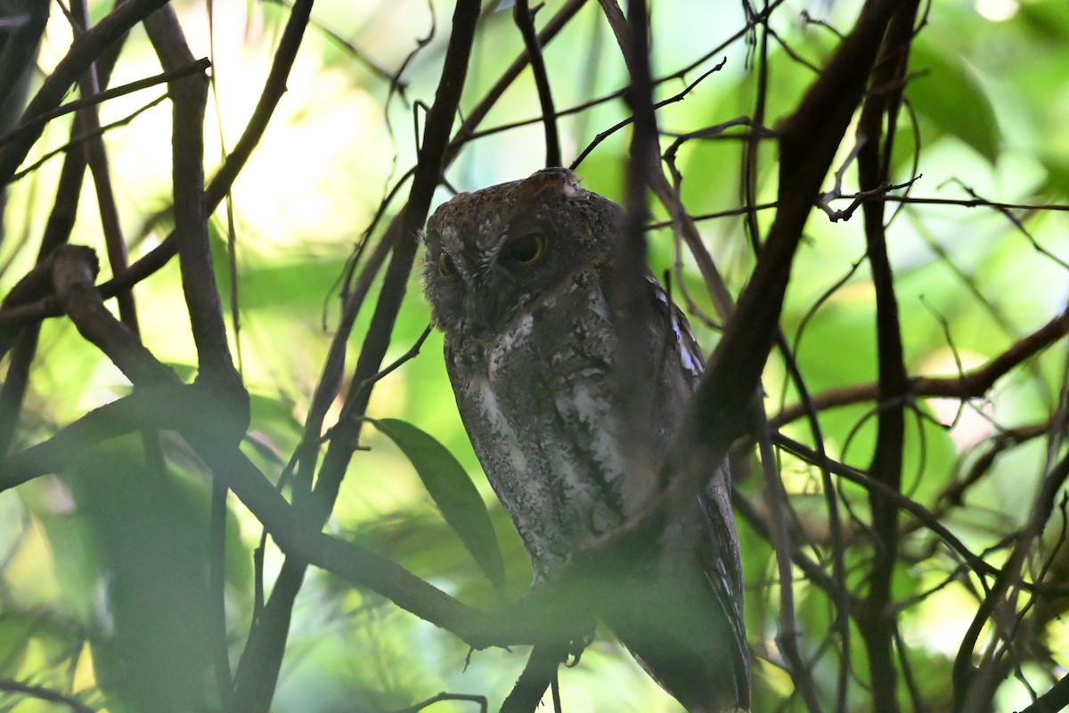 Oriental Scops-Owl - ML645691149