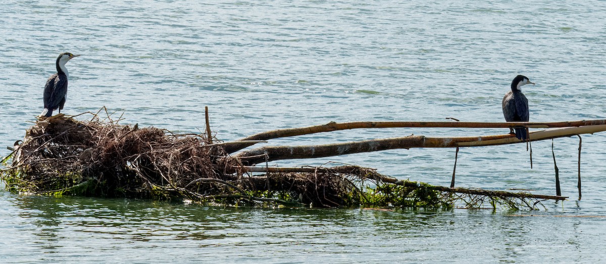 kormorán pestrý - ML645691160