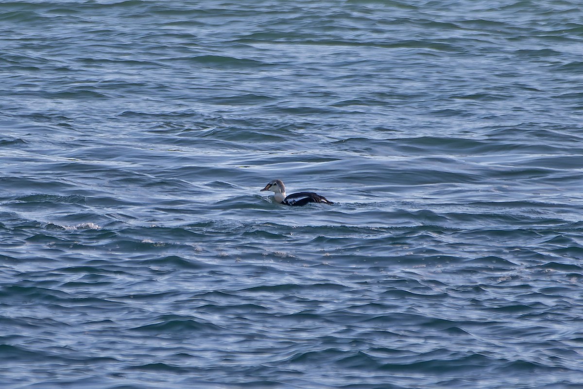 King Eider - ML645691171