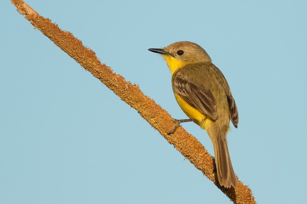 Dinelli's Doradito - ML645691174