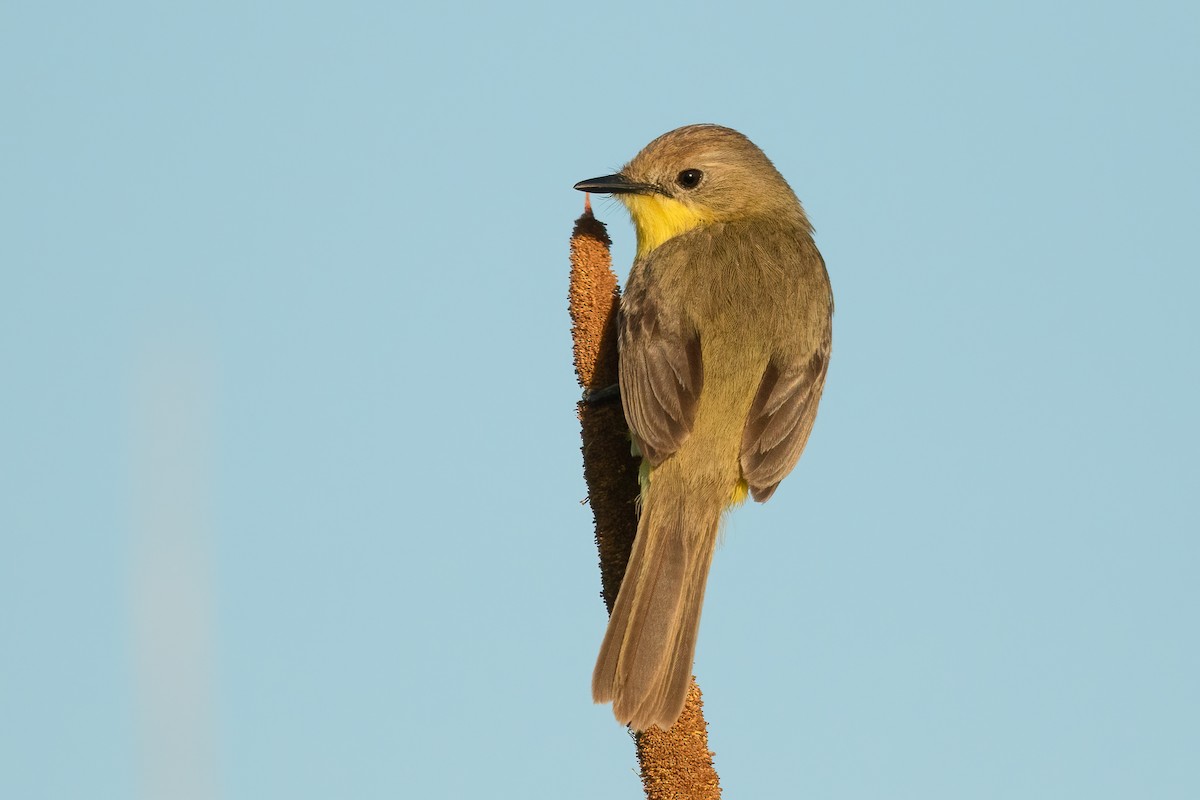 Dinelli's Doradito - ML645691175