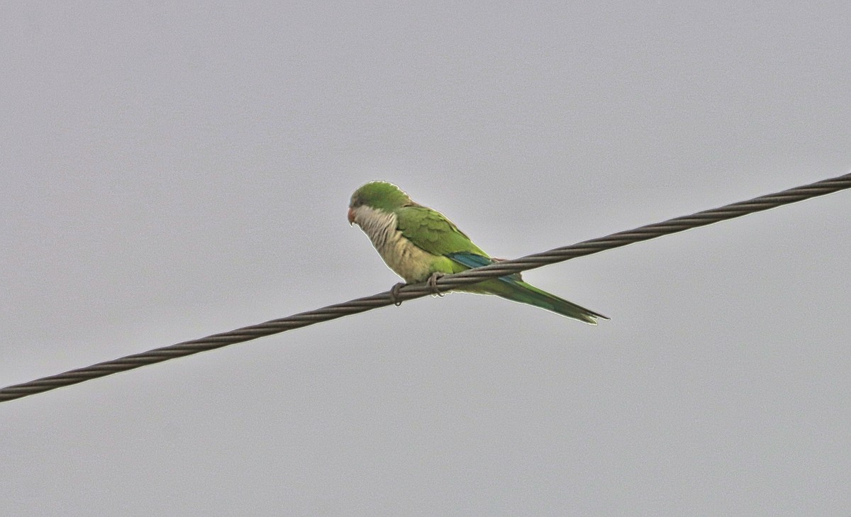 Monk Parakeet - ML645691176