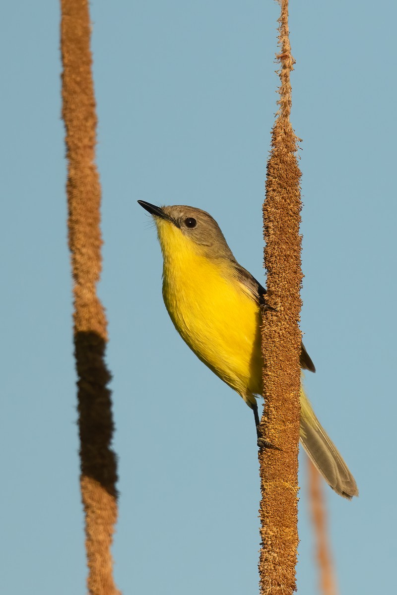 Dinelli's Doradito - ML645691177