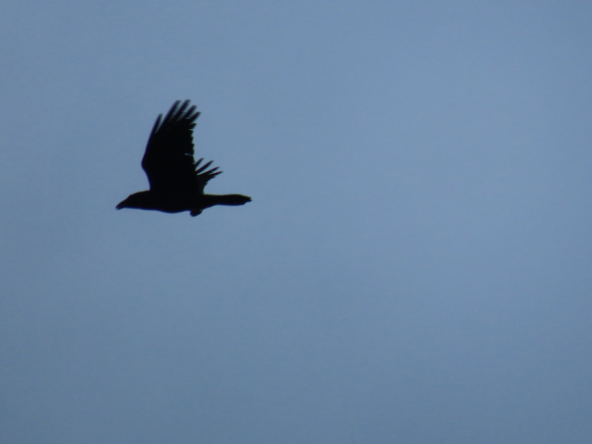 Erroi handia - ML645691190