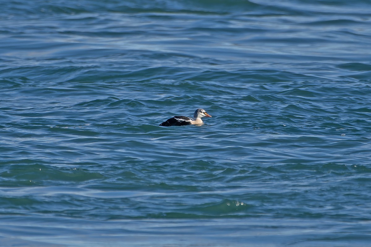 King Eider - ML645691192