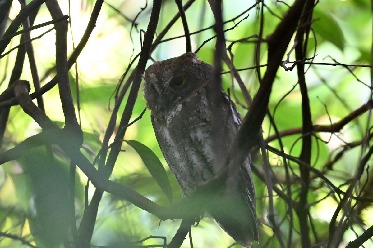 Oriental Scops-Owl - ML645691197