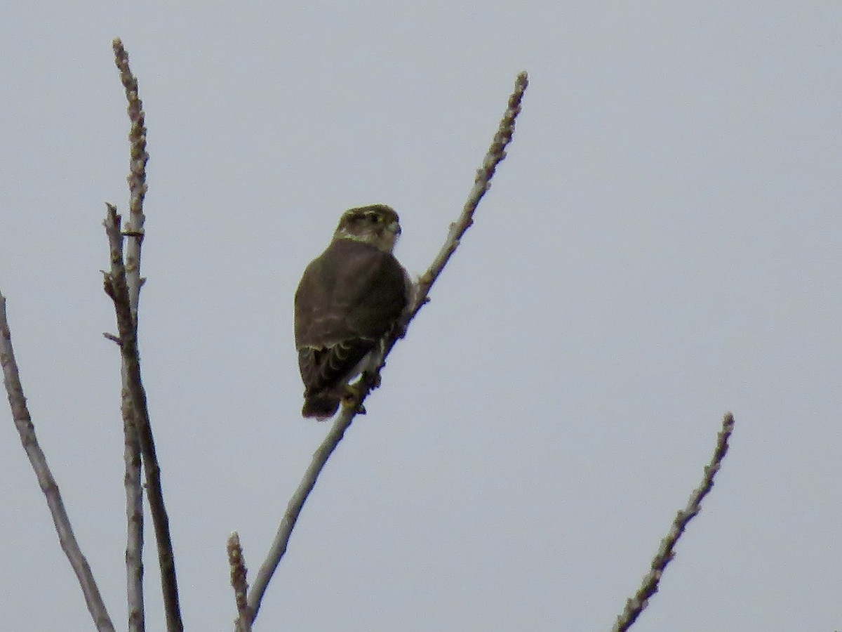 Merlin - ML645691198