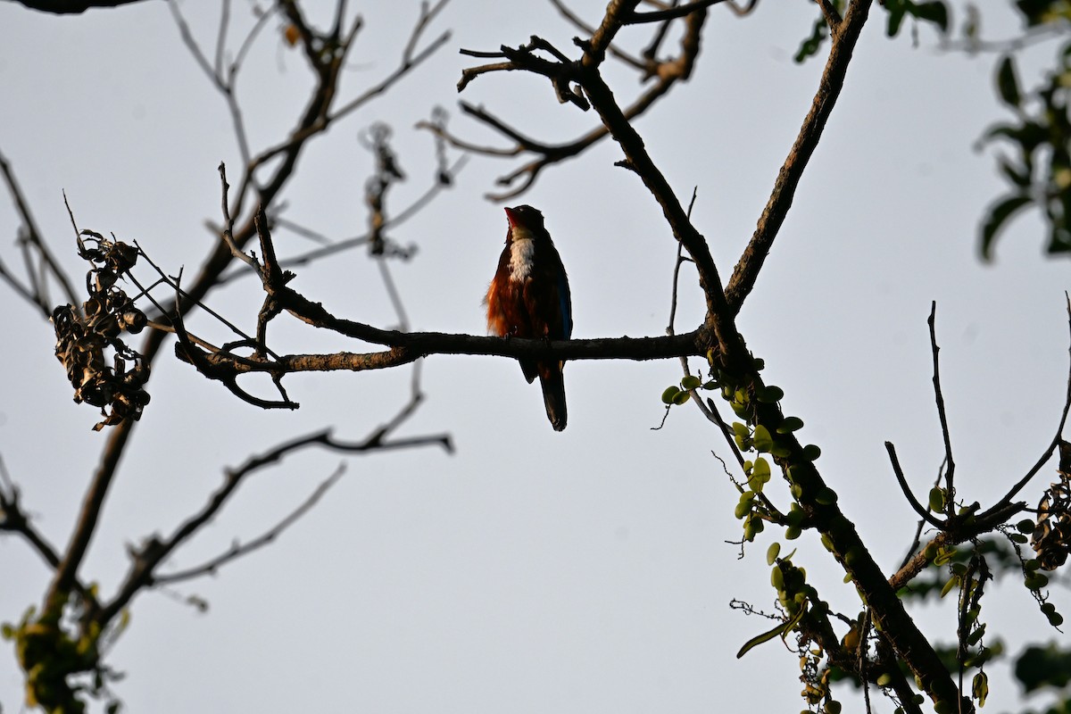 White-throated Kingfisher - ML645691214