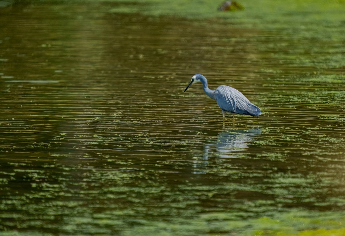 volavka bělolící - ML645691222