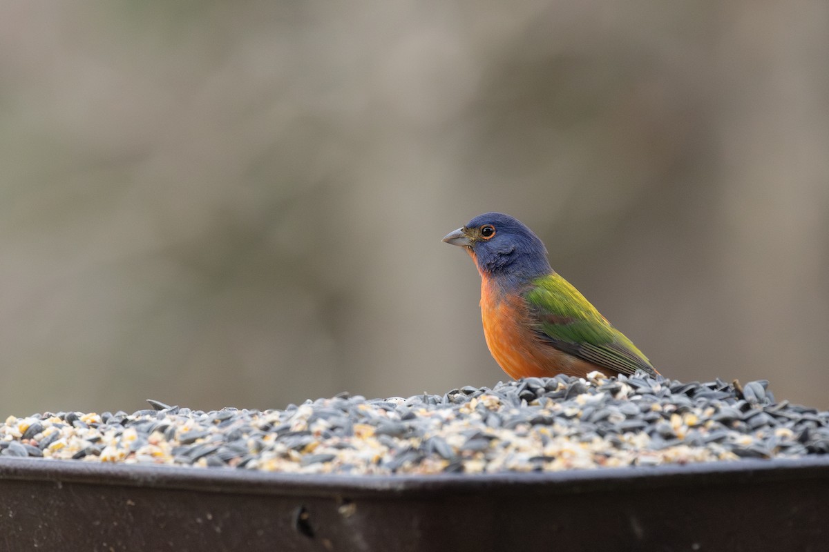 Painted Bunting - ML645691225