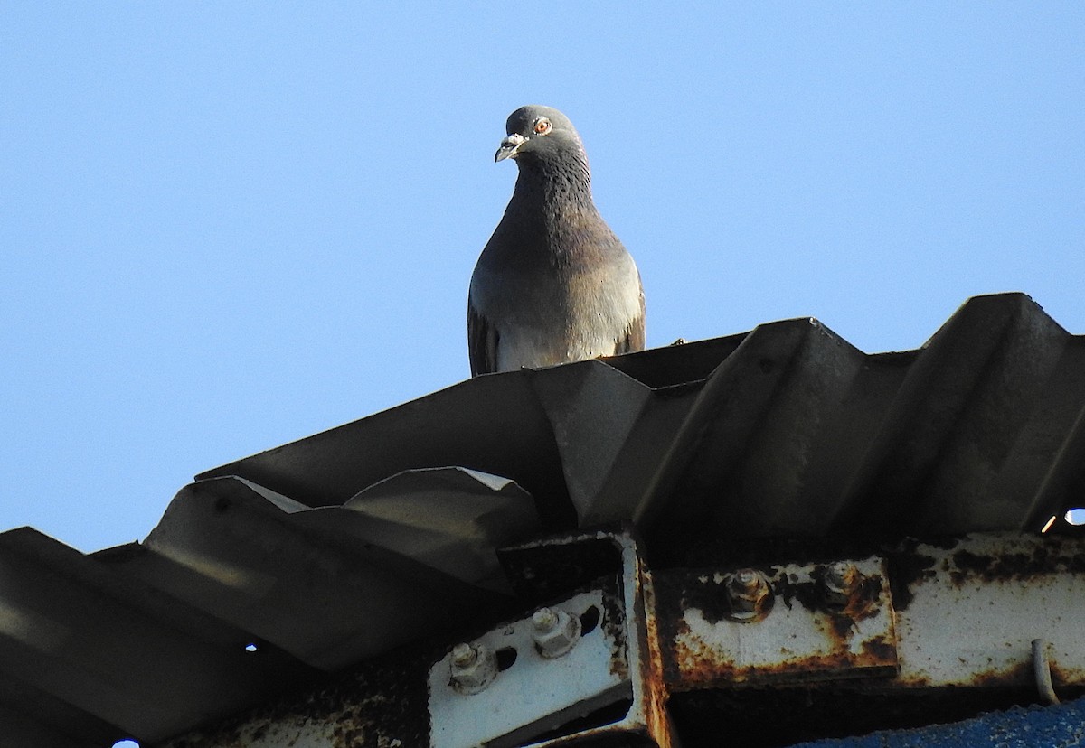 Kaya Güvercini (evcil tip) - ML645691230