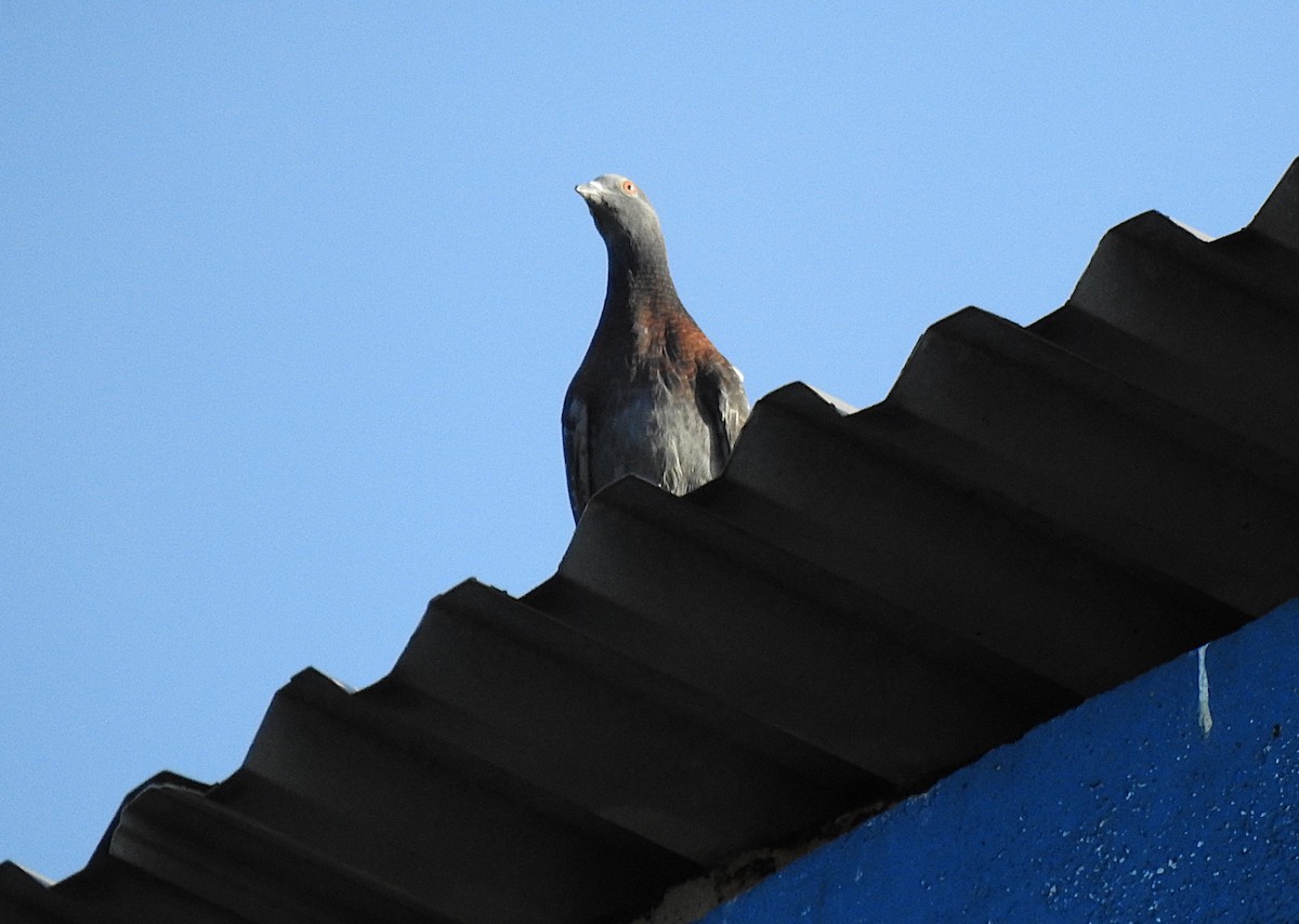 Kaya Güvercini (evcil tip) - ML645691232