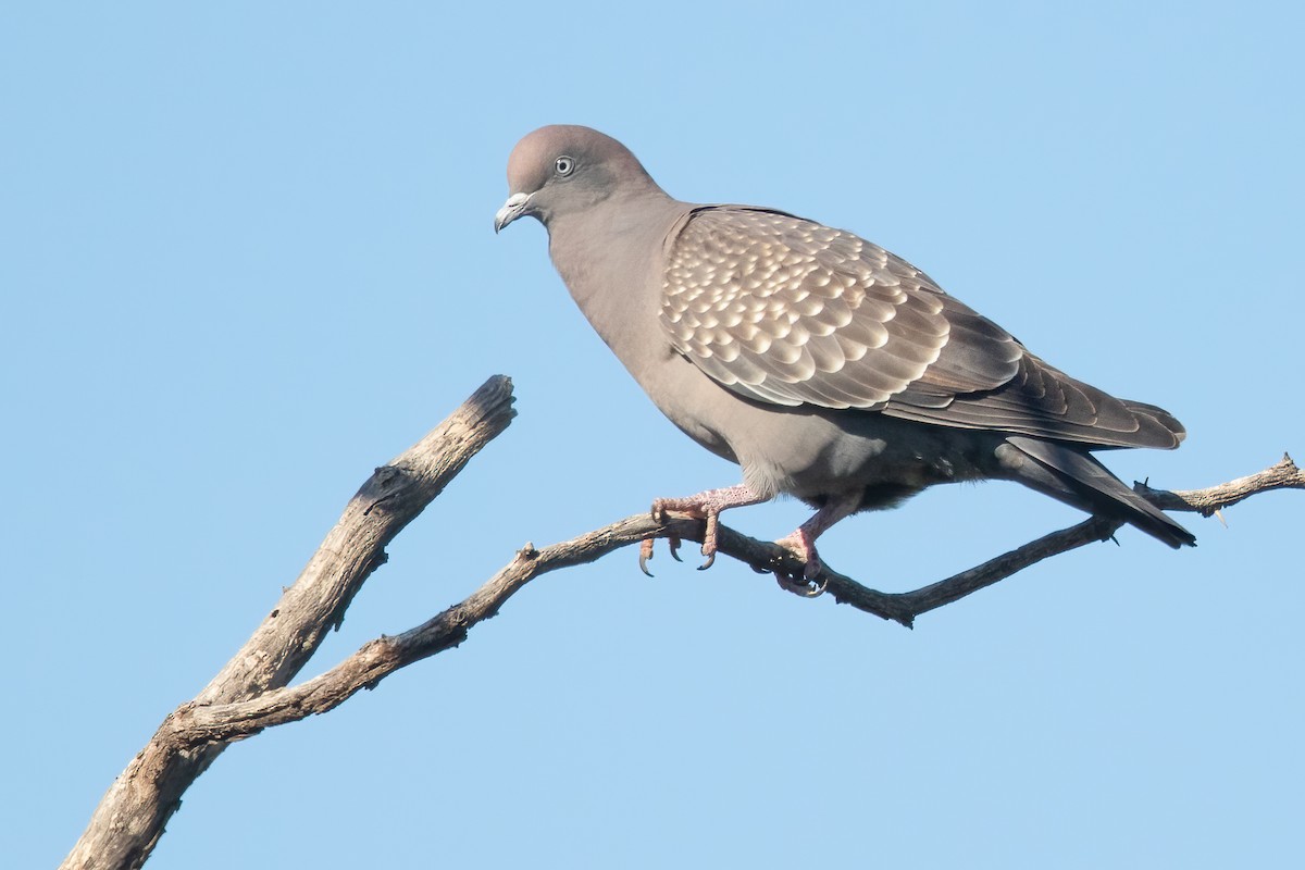 Spot-winged Pigeon - ML645691233