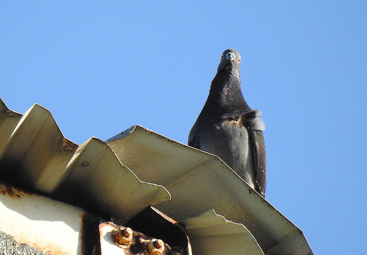 Kaya Güvercini (evcil tip) - ML645691236