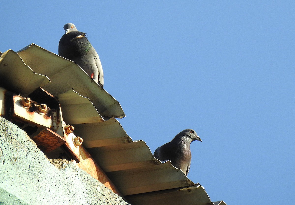 Kaya Güvercini (evcil tip) - ML645691238