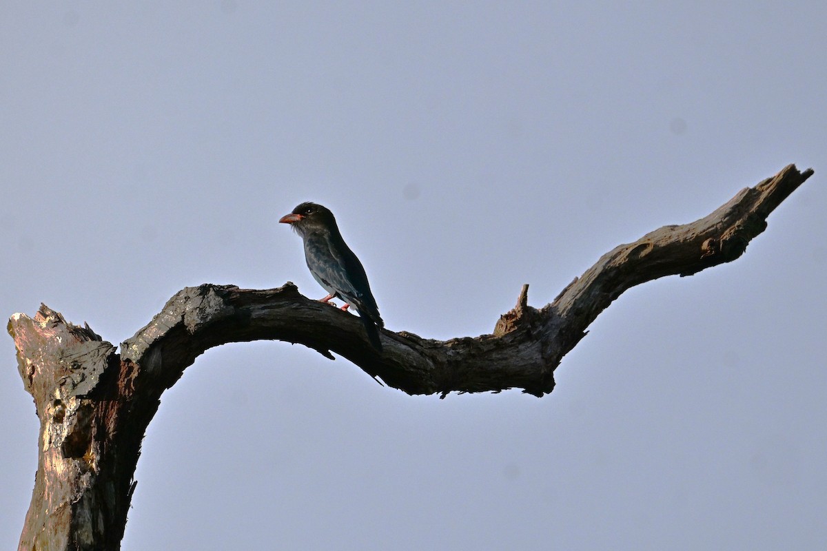 Dollarbird - ML645691240