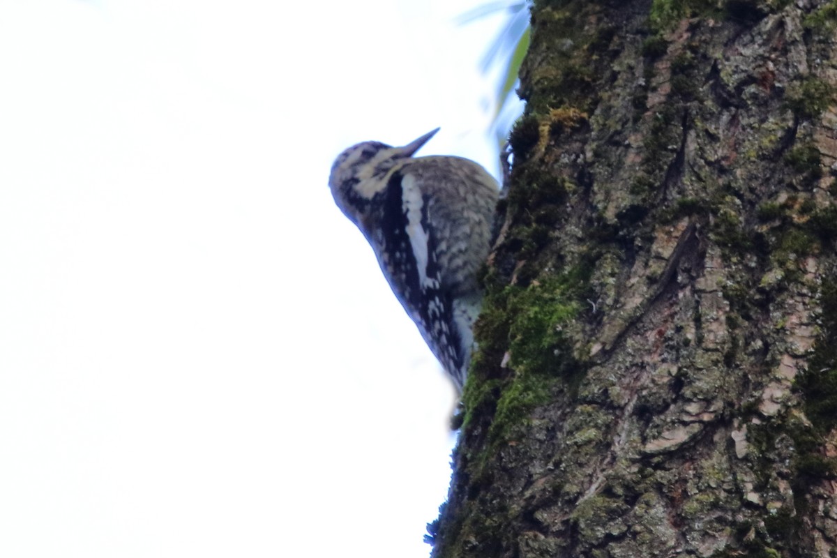 Yellow-bellied Sapsucker - ML645691241
