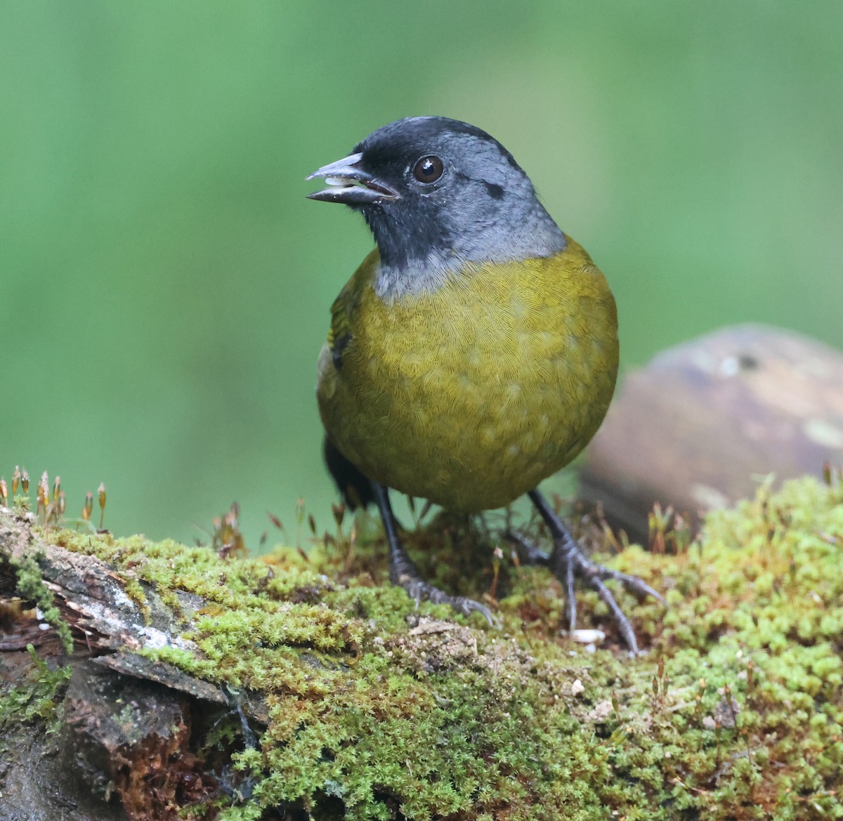 Пасовник великоногий - ML645691243