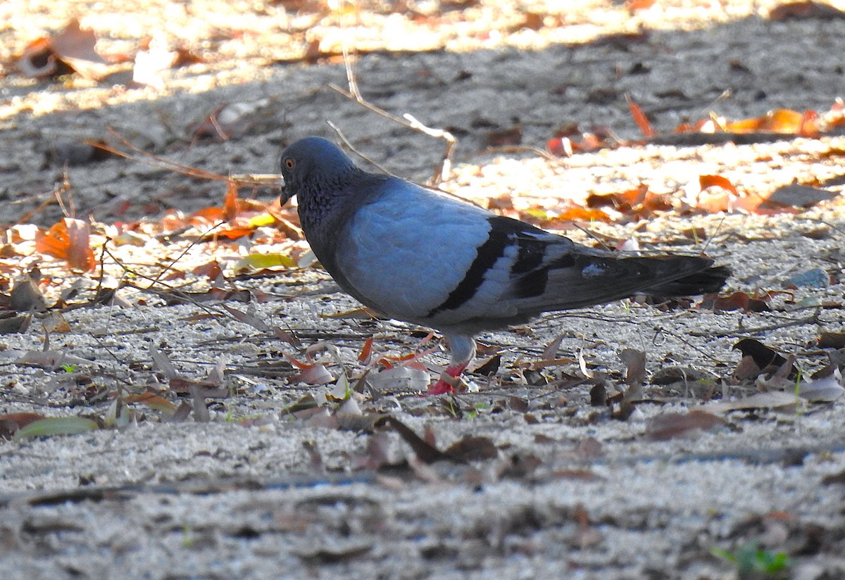 Kaya Güvercini (evcil tip) - ML645691244