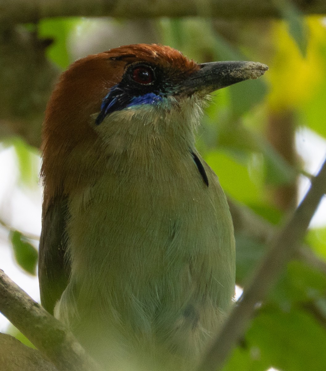 Russet-crowned Motmot - ML645691247