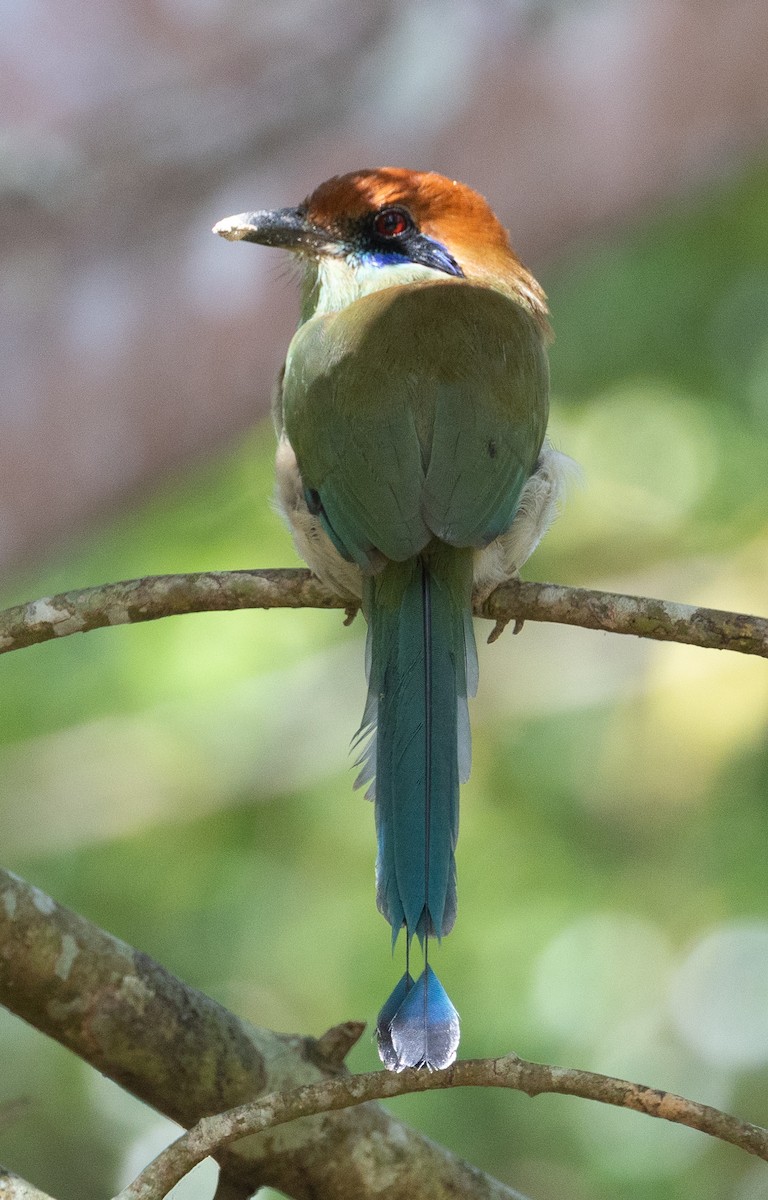 Russet-crowned Motmot - ML645691248
