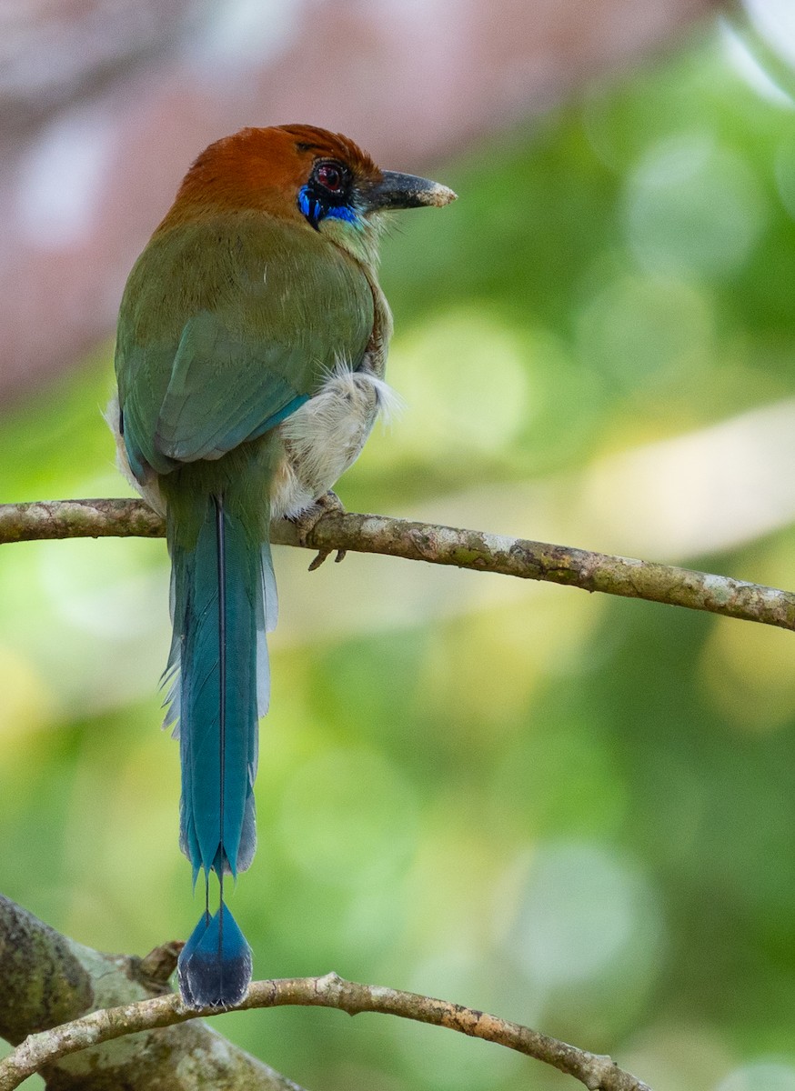 Russet-crowned Motmot - ML645691249