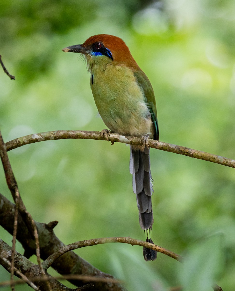 Russet-crowned Motmot - ML645691250