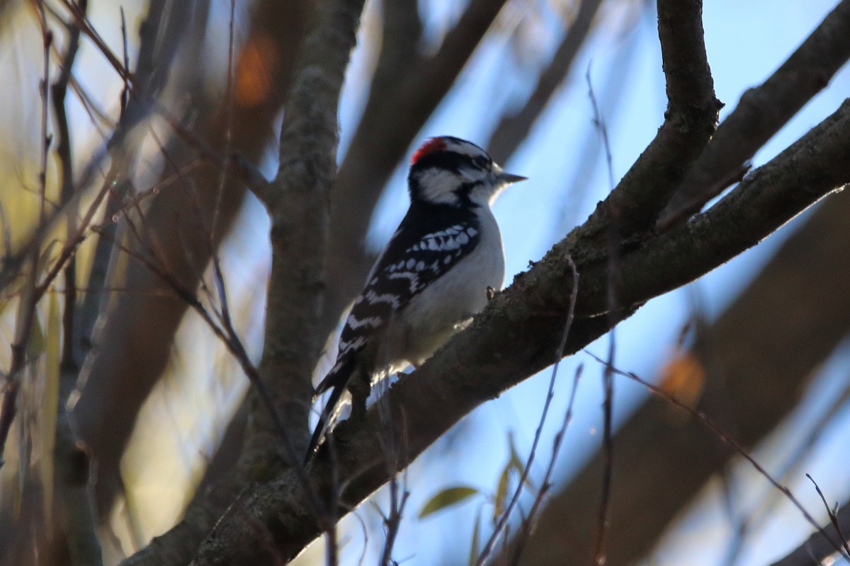 Downy Woodpecker - ML645691251