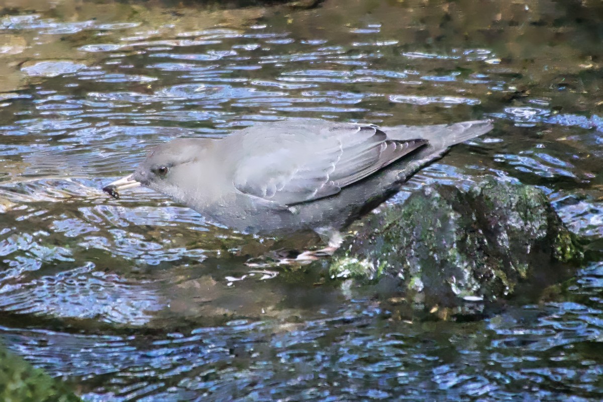 American Dipper - ML645691253